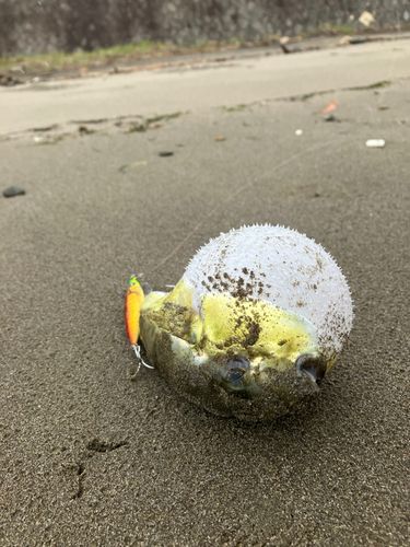 フグの釣果
