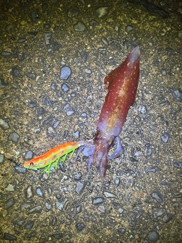 アカイカの釣果