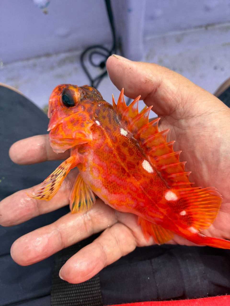 AiSakiさんの釣果 1枚目の画像