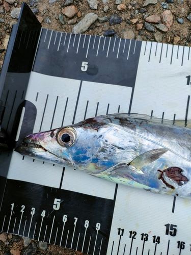 タチウオの釣果