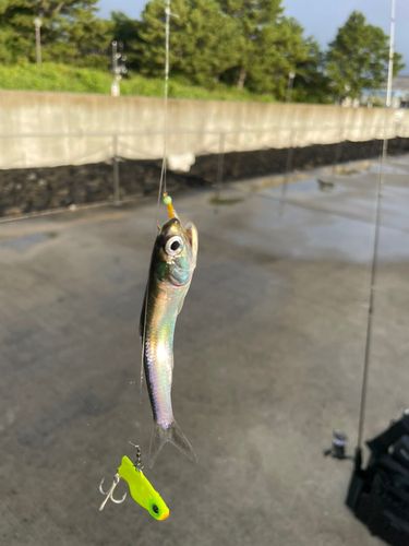 ウルメイワシの釣果
