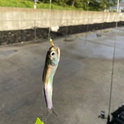 ウルメイワシ