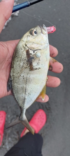 メッキの釣果