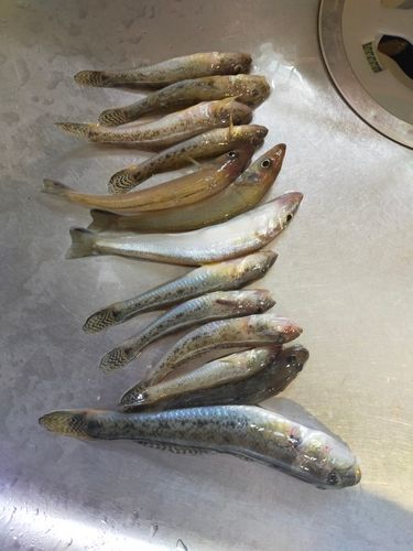 マハゼの釣果