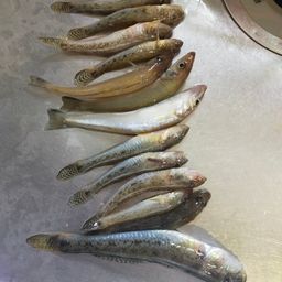 マハゼ