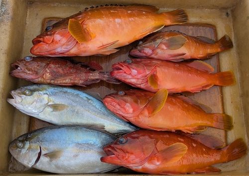 アカハタの釣果
