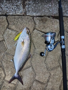 ネリゴの釣果