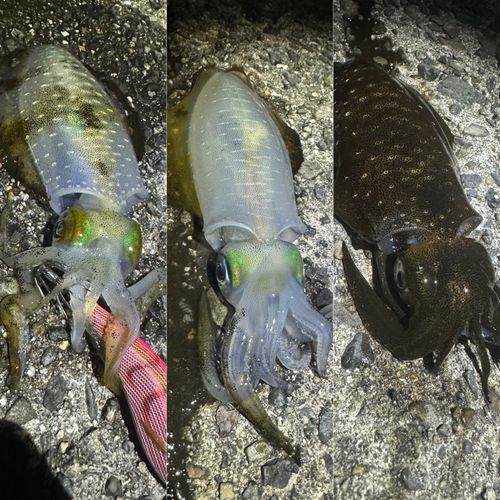 アオリイカの釣果