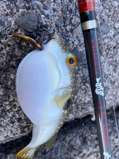 クサフグの釣果