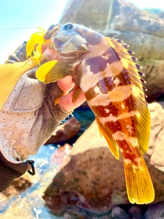 アカハタの釣果