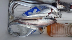 タチウオの釣果