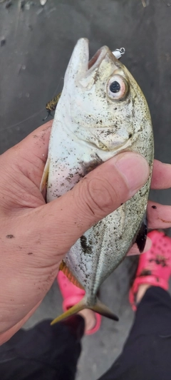 メッキの釣果