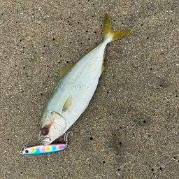 ワカシ