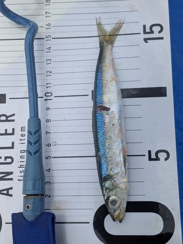 イワシの釣果