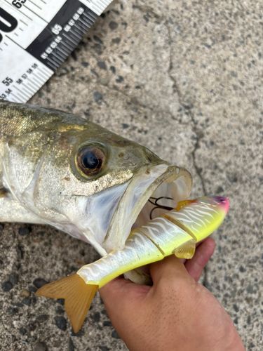 シーバスの釣果
