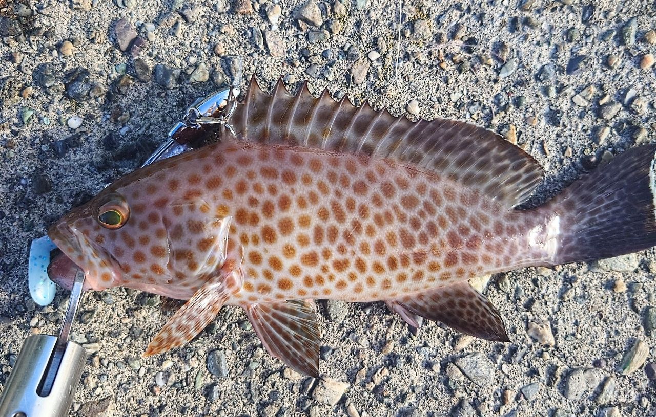 オオモンハタ