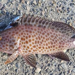 オオモンハタ