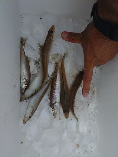 シロギスの釣果