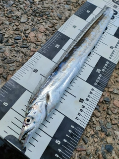 タチウオの釣果