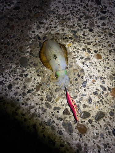 衣奈漁港