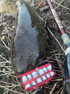 ナマズの釣果