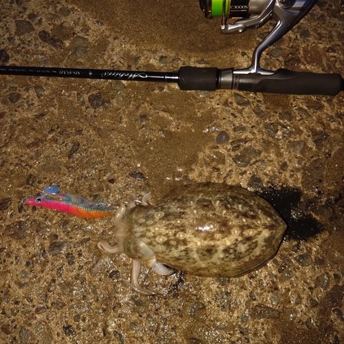 コウイカの釣果