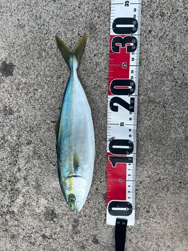 ツバイソの釣果