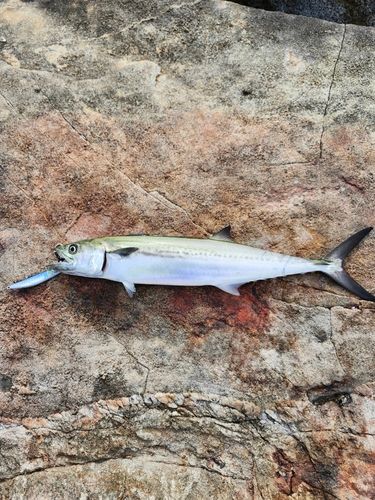 サゴシの釣果