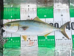 ワカシの釣果