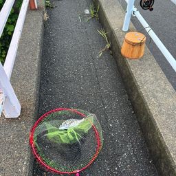 クロダイ