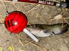 ナマズの釣果