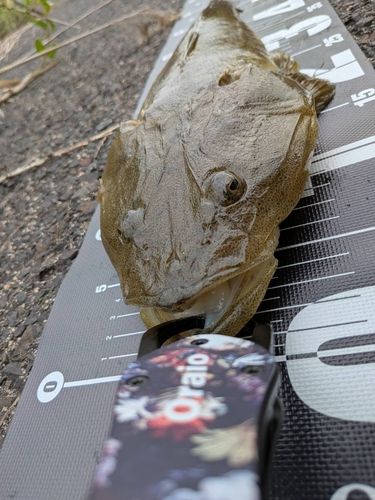 マゴチの釣果
