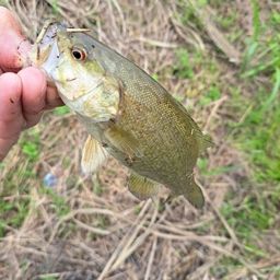 スモールマウスバス