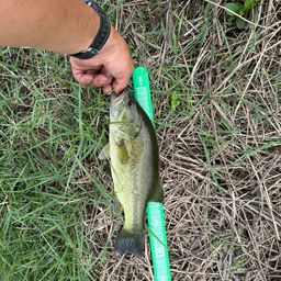 ラージマウスバス