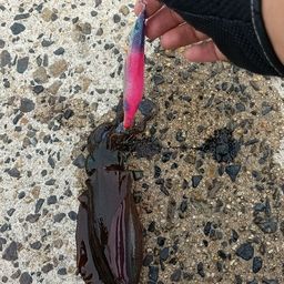 アオリイカ