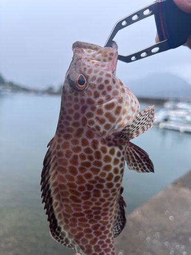 尾鷲湾