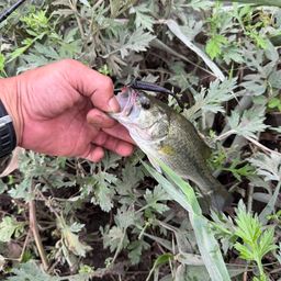 ラージマウスバス