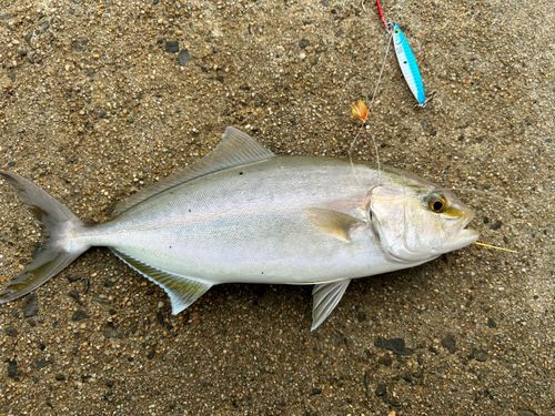 ネリゴの釣果