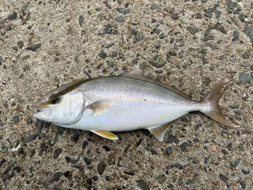ネリゴの釣果