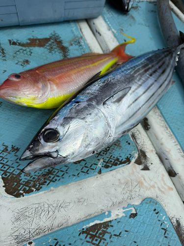 カツオの釣果