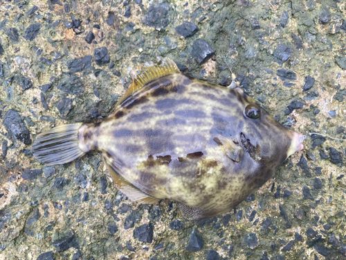 カワハギの釣果