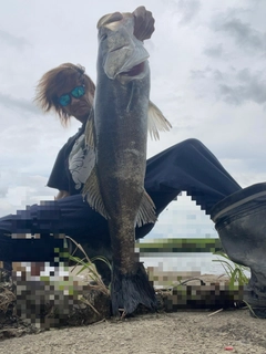 スズキの釣果