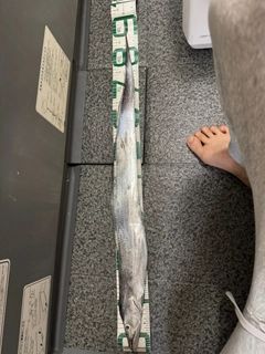 タチウオの釣果
