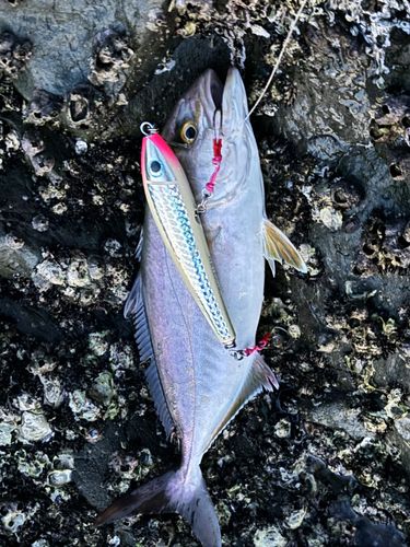 ネリゴの釣果