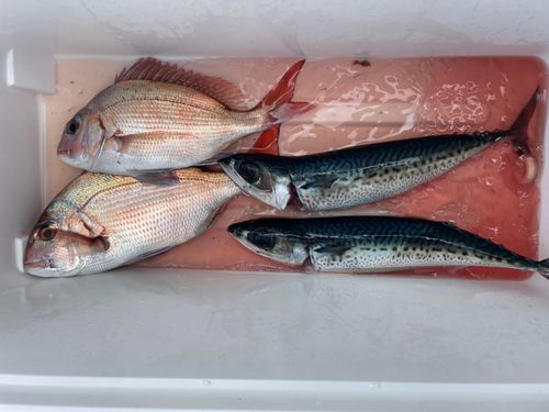 マダイの釣果