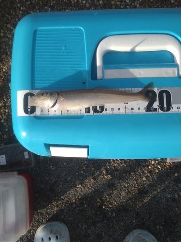 シロギスの釣果