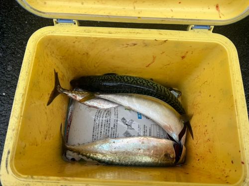 サバの釣果