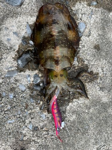 男鹿半島