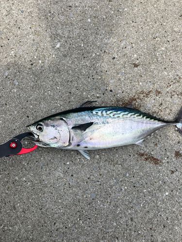 スマガツオの釣果