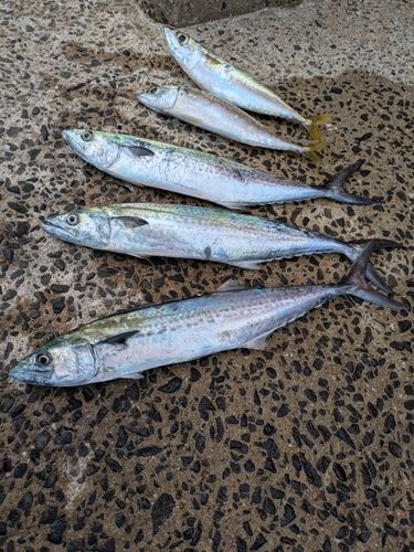 サゴシの釣果